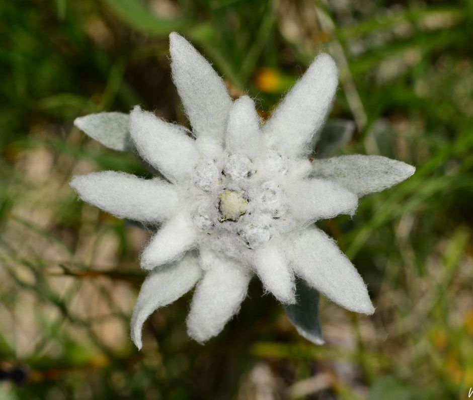Fiori di Liguria: la piccola e leggendaria Stella Alpina