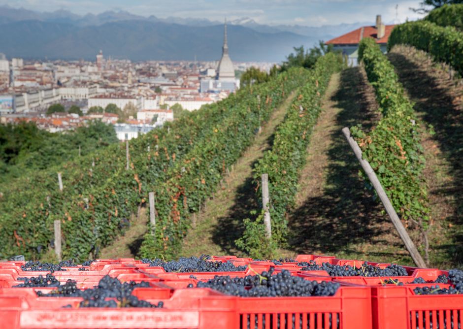 Torino: conclusa la decima vendemmia della Villa della Regina