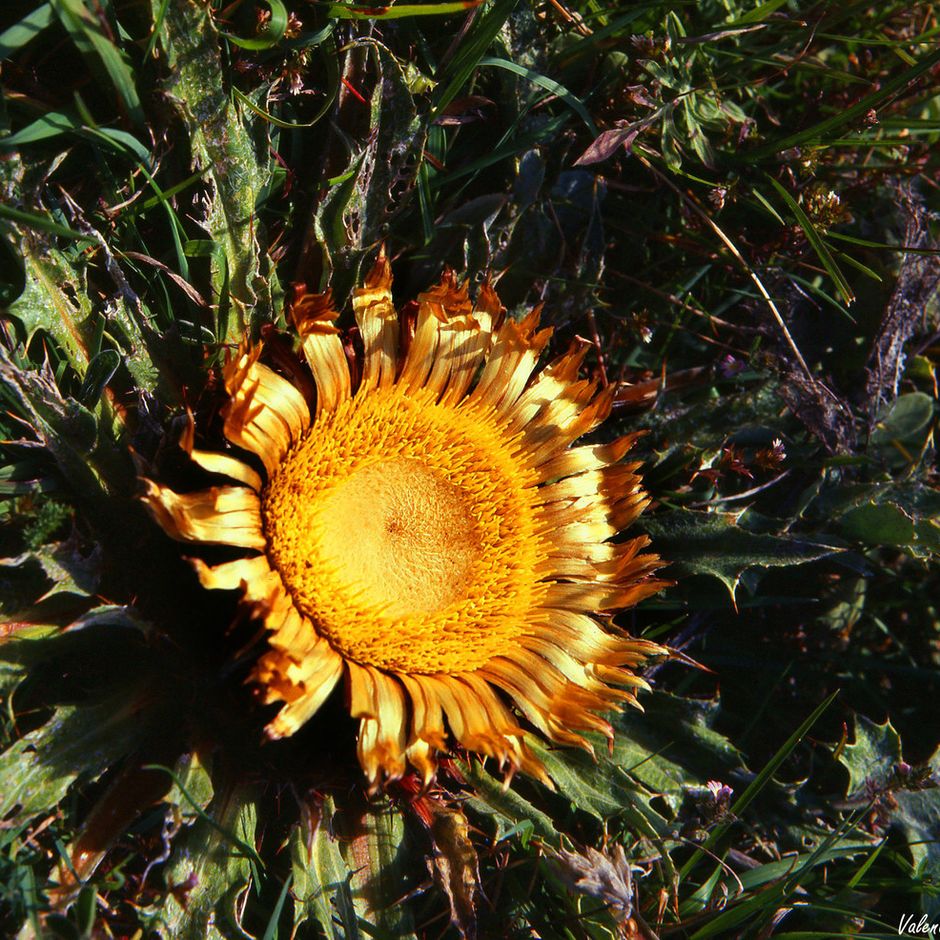 Fiori di Liguria: la spinosa Carlina legata a Carlo Magno,