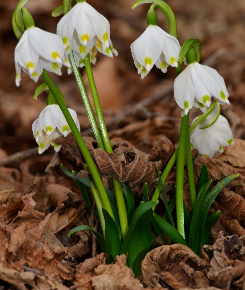 Fiori di Liguria: Bucaneve e Campanellini, le fioriture bianche della Primavera, che sono anche un simbolo di speranza.