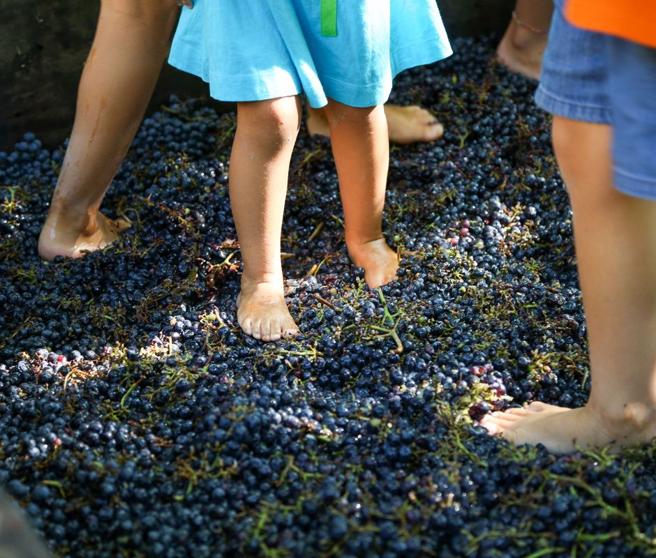 Fontanafredda (CN): la vendemmia diventa un momento di festa per la ripartenza