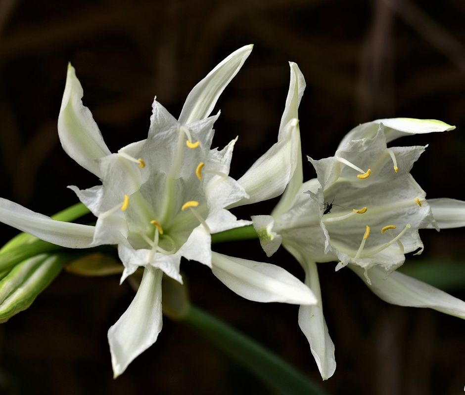 I fiori di Liguria: un patrimonio di grande bellezza