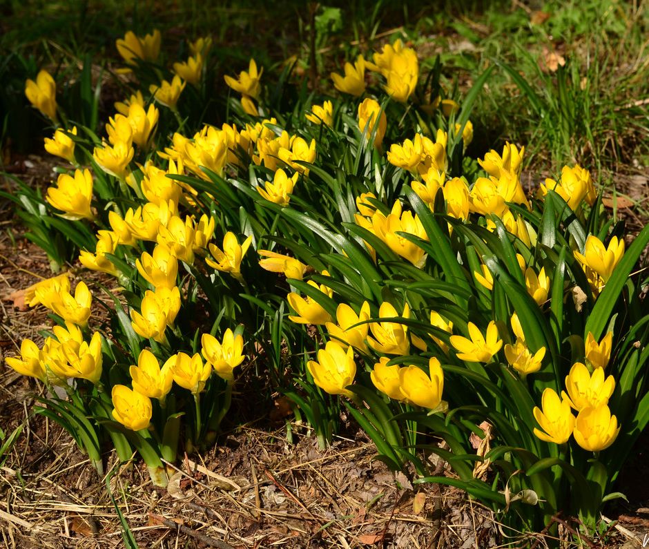 Fiori di Liguria: La Sternbergia lutea, bella, ma pericolosa….