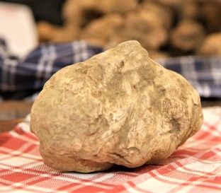 Millesimo (SV) oggi al via la la XXIX “Festa nazionale del tartufo Val Bormida”