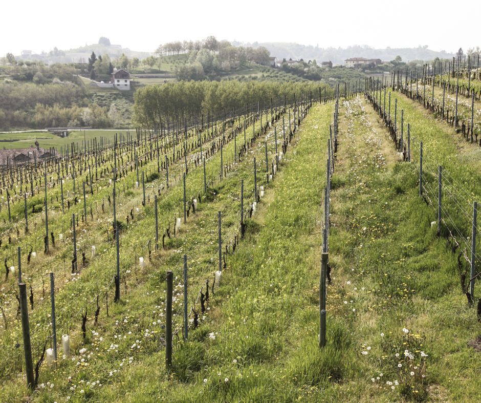 San Damiano d'Asti: &quot;Carlin de Paolo&quot; una cantina con vini eccellenti e piatti tradizionali