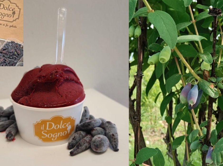 Alla gelateria “Il Dolce Sogno” di Busto Arsizio trovi Haskap, il gelato che fa bene alla salute.