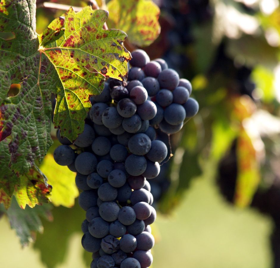 Cantine d’Italia 2025: l’astigiano protagonista dell’enoturismo