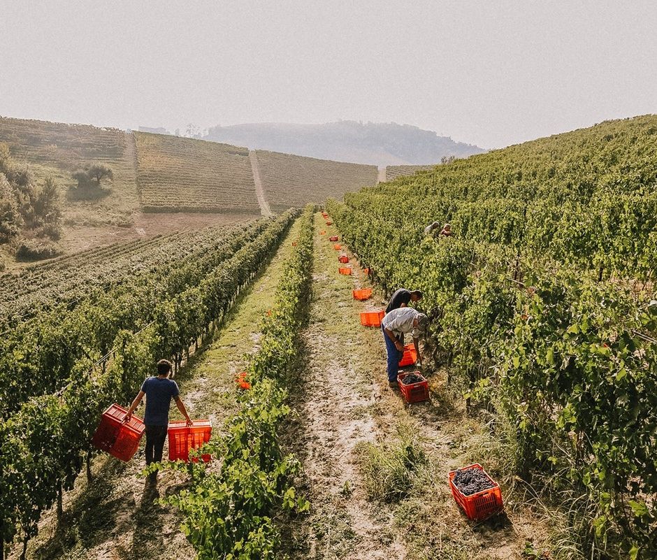 Vini eccellenti e degustazioni esclusive nell'ambito del seminario su Terre Alfieri DOCG