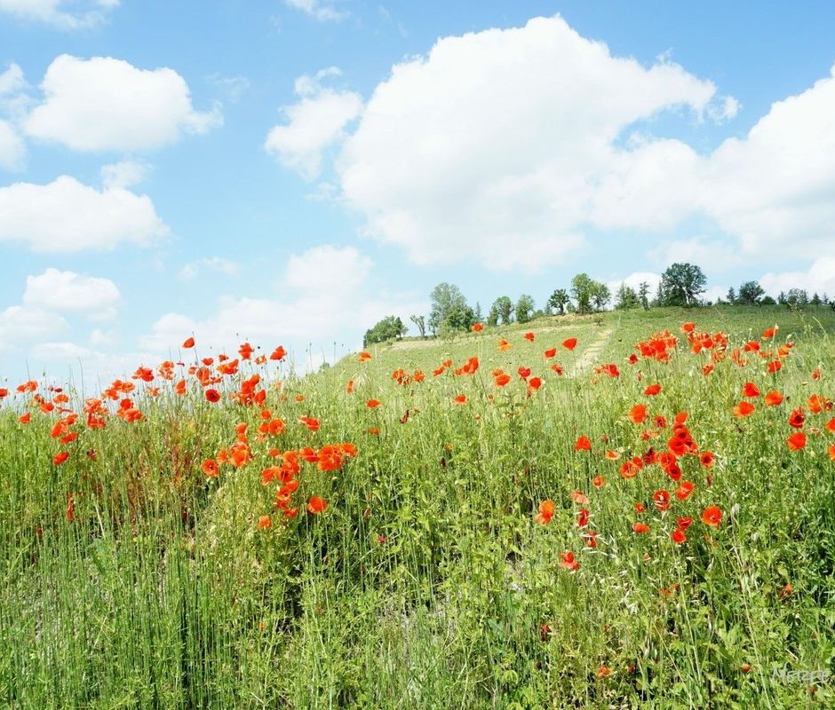 Cosa fare nell'Astigiano in questo weekend: le nostre proposte
