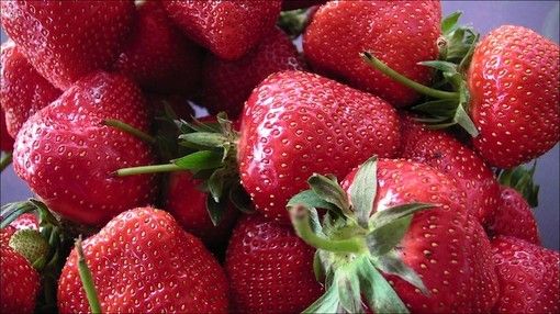 Arrivano le fragole di Carros, una vera passione per i francesi (Video)