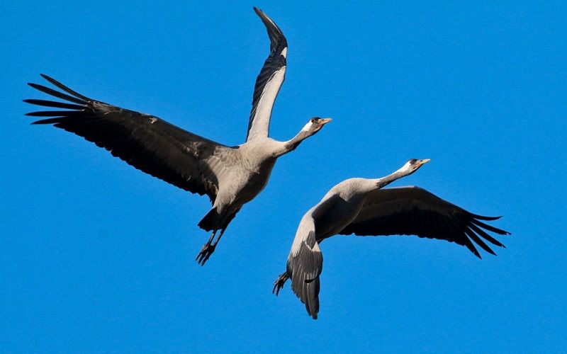 Le gru cenerine sorvolano Costa Azzurra e Liguria