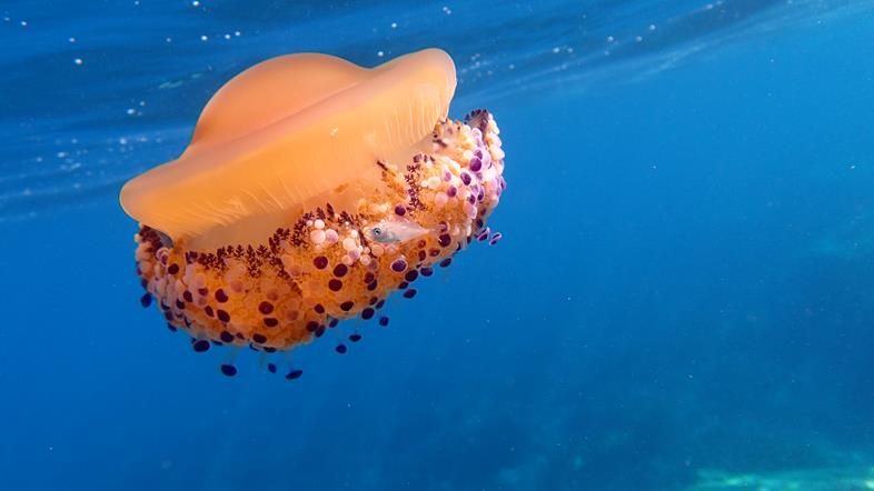 Meduse, un sito internet ci informa in tempo reale sulla loro presenza
