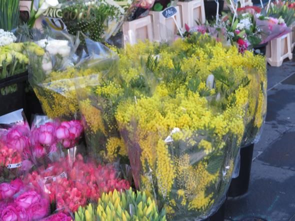 Nizza; le mimose fanno capolino al mercato dei fiori