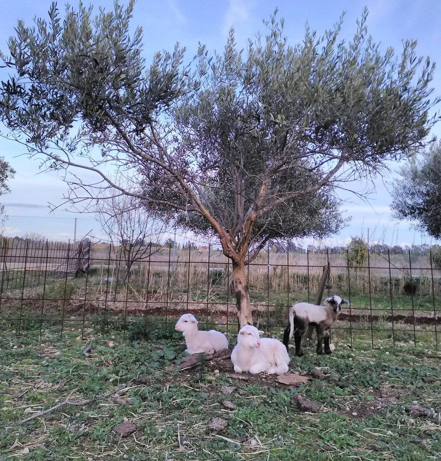 Costa Azzurra un esperimento di “permacultura” a La Penne, a pochi chilometri da Nizza