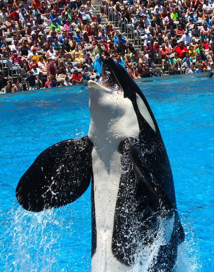 Le orche guidano lo spettacolo di Marineland, meta giusta per il primo lungo ponte di giugno