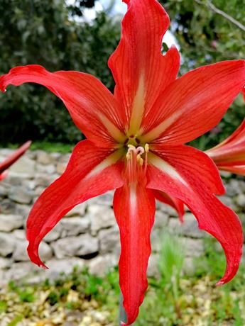Costa Azzurra: alla scoperta del giardino botanico di Val Rahmeh a Menton (Foto)