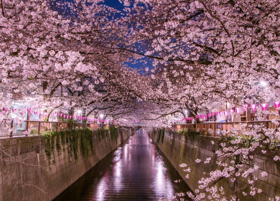Sakura Matsuri 2025: un angolo di Giappone sboccia a Nizza