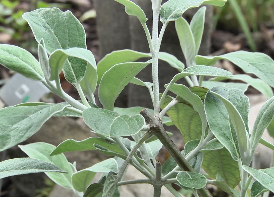Nel giardino di Marco Damele il profumo e il sapore della biodiversità