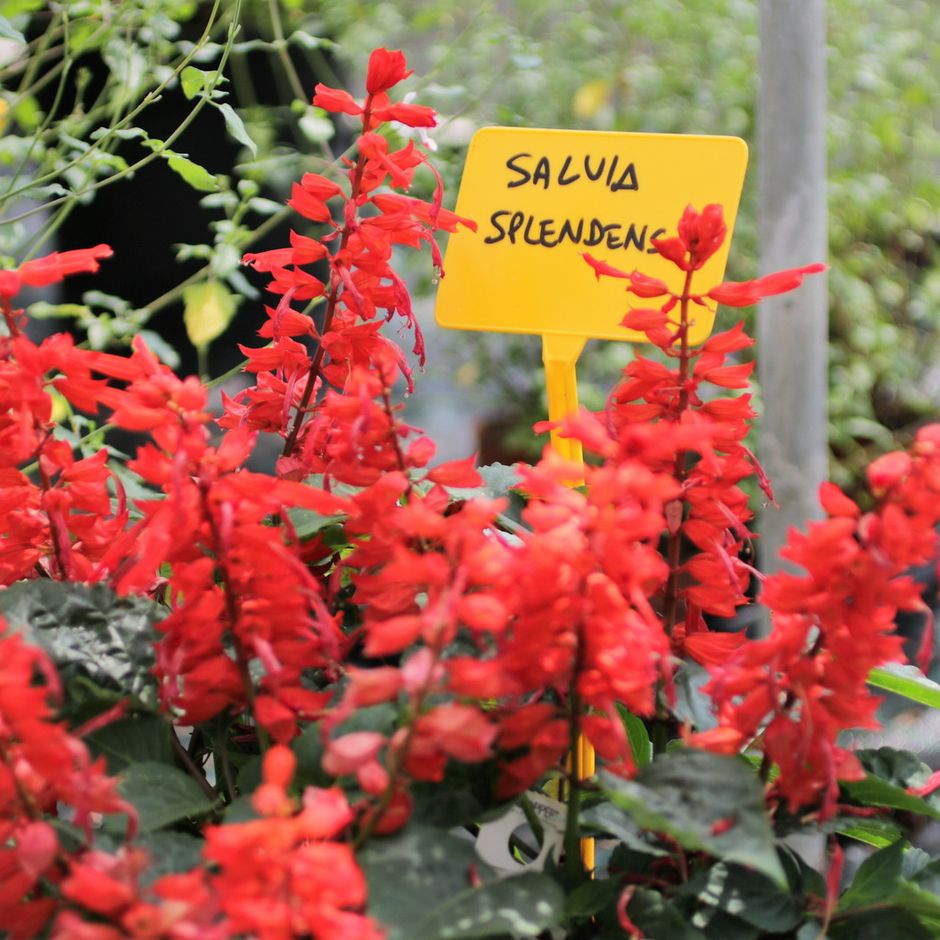 “Fiori a tavola, un business in espansione?” Il 2 maggio diretta de ‘La Forza della Natura’ in collaborazione con Hortives Milano