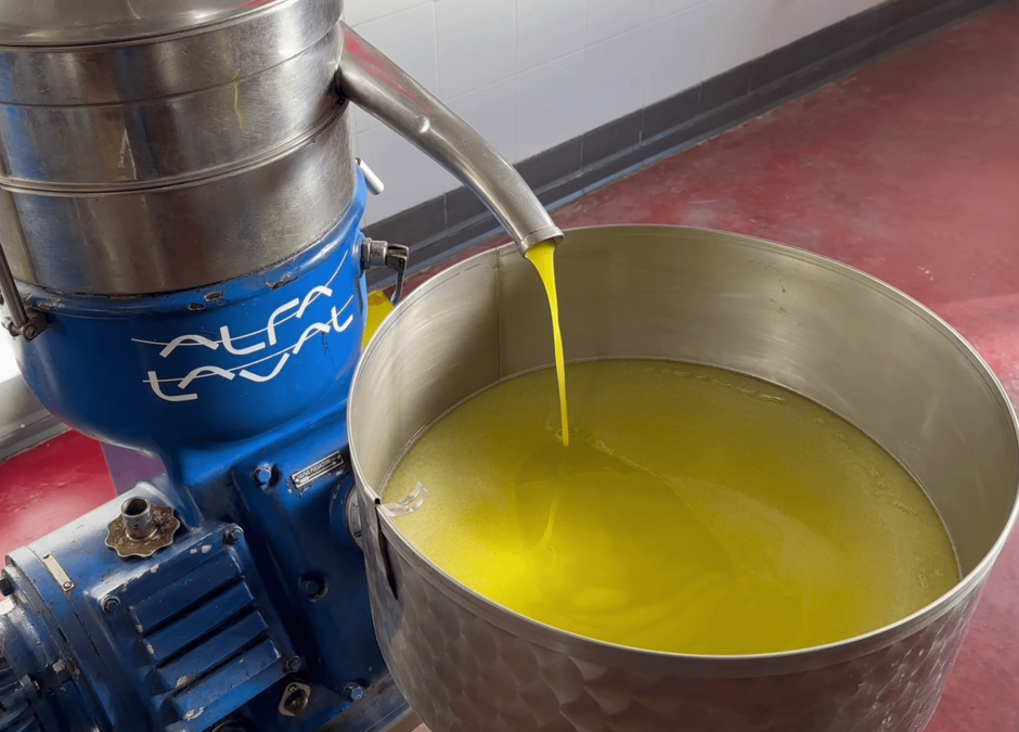 Target: Azienda Agricola &quot;Il Cascin&quot;, olive, olio extravergine e vini di alta qualità