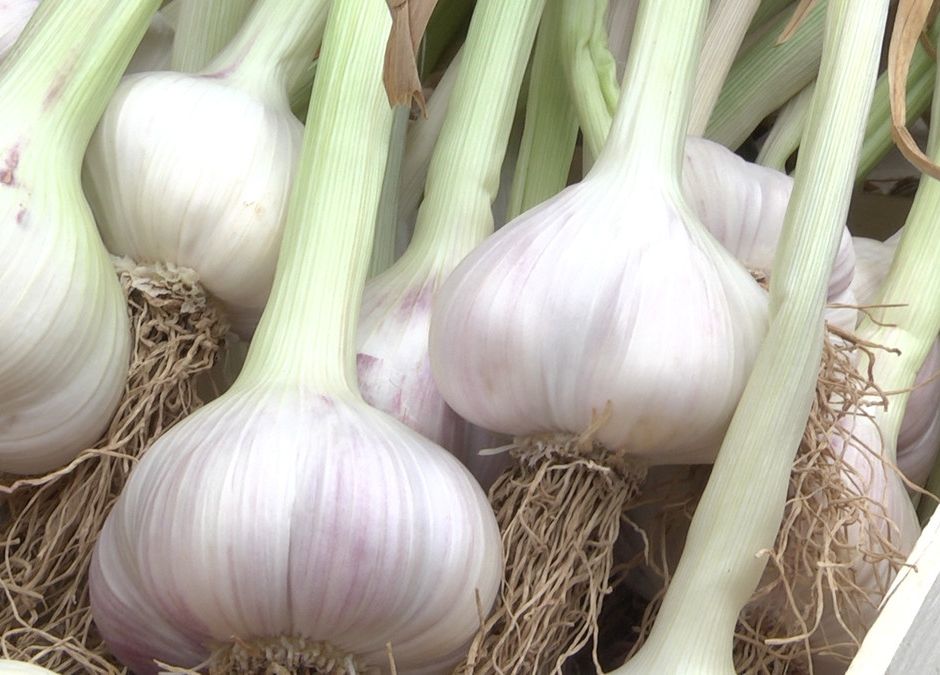 Aglio di Vessalico, una grande eccellenza del Ponente ligure indispensabile in cucina e nelle preparazioni gourmet