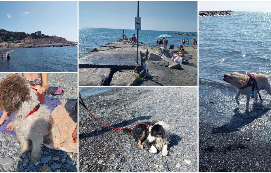STORIE D'ESTATE/ Dove portare il cane al mare a Imperia: ecco le spiagge dog friendly
