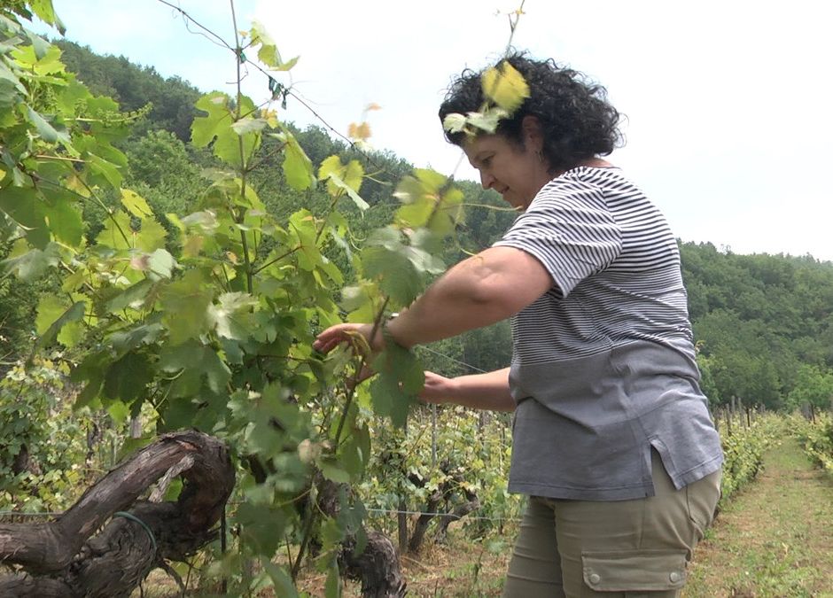 Tenuta Maffone: lavoro e amore nella vigna e nella cantina