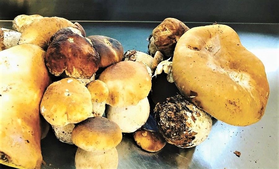 Albenga: all’Hosteria del Viale venerdì 16 settembre un menu a tutto fungo dall'antipasto al dessert