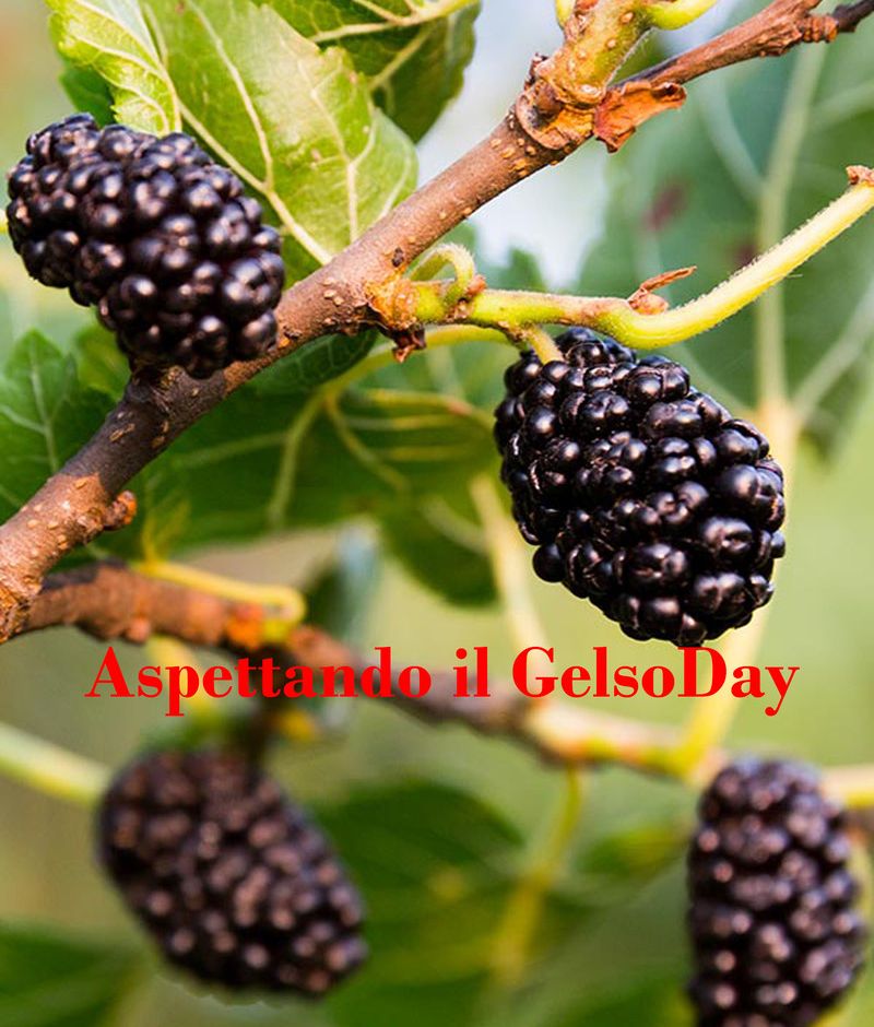 Cairo Montenotte: sabato 9 marzo torna il Gelso Day
