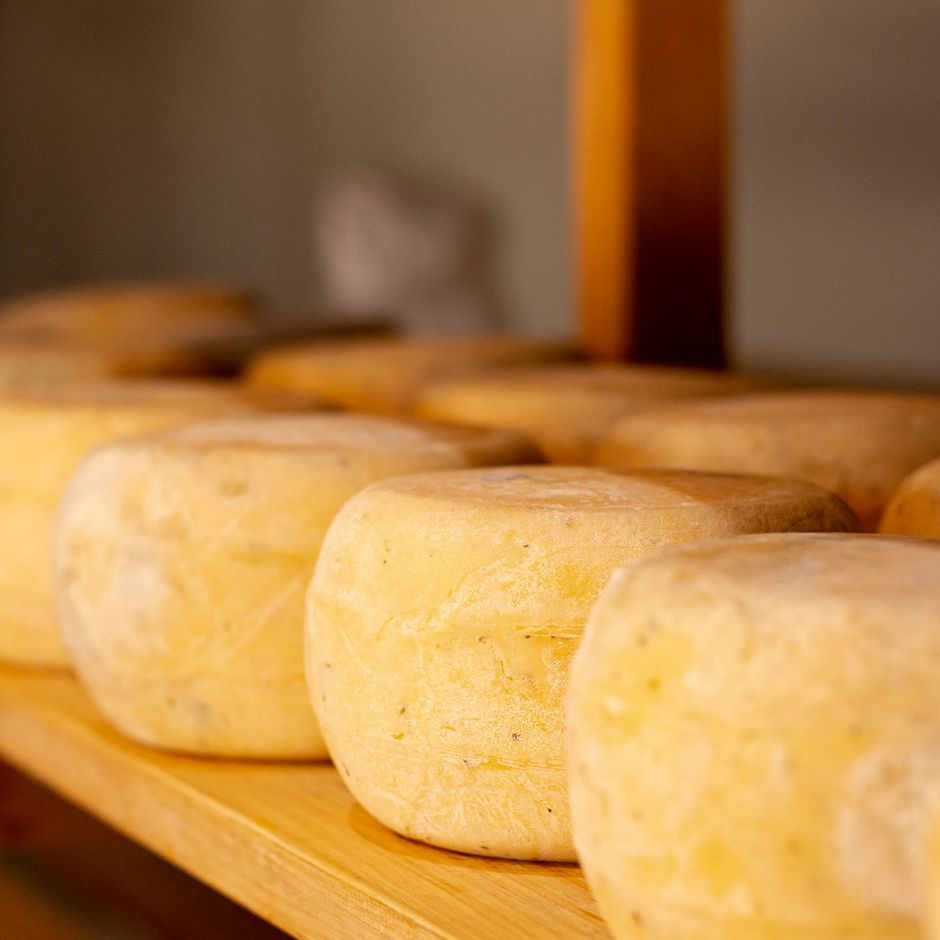 A dicembre un'escursione gratuita per scoprire il formaggio di Ormea