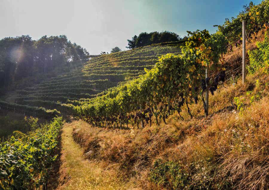 Valle Bronda (CN): &quot;Una valle di sapori&quot; a Castellar dall'11 al 12 settembre