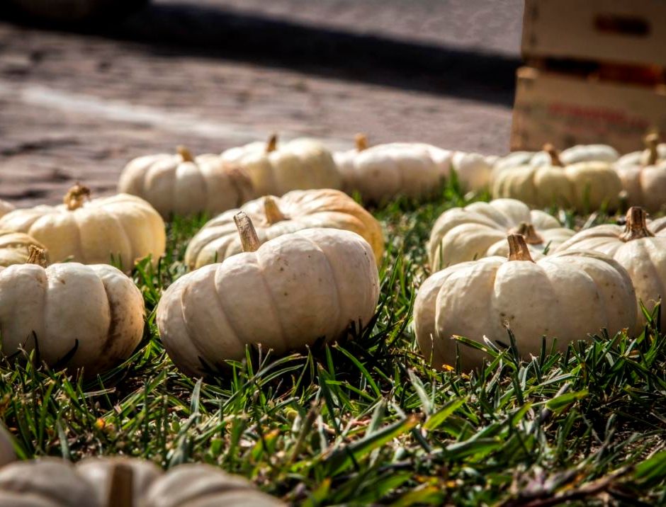 Piozzo (CN): Zucca in piazza il prossimo weekend con i produttori locali con di zucche e altri prodotti del territorio