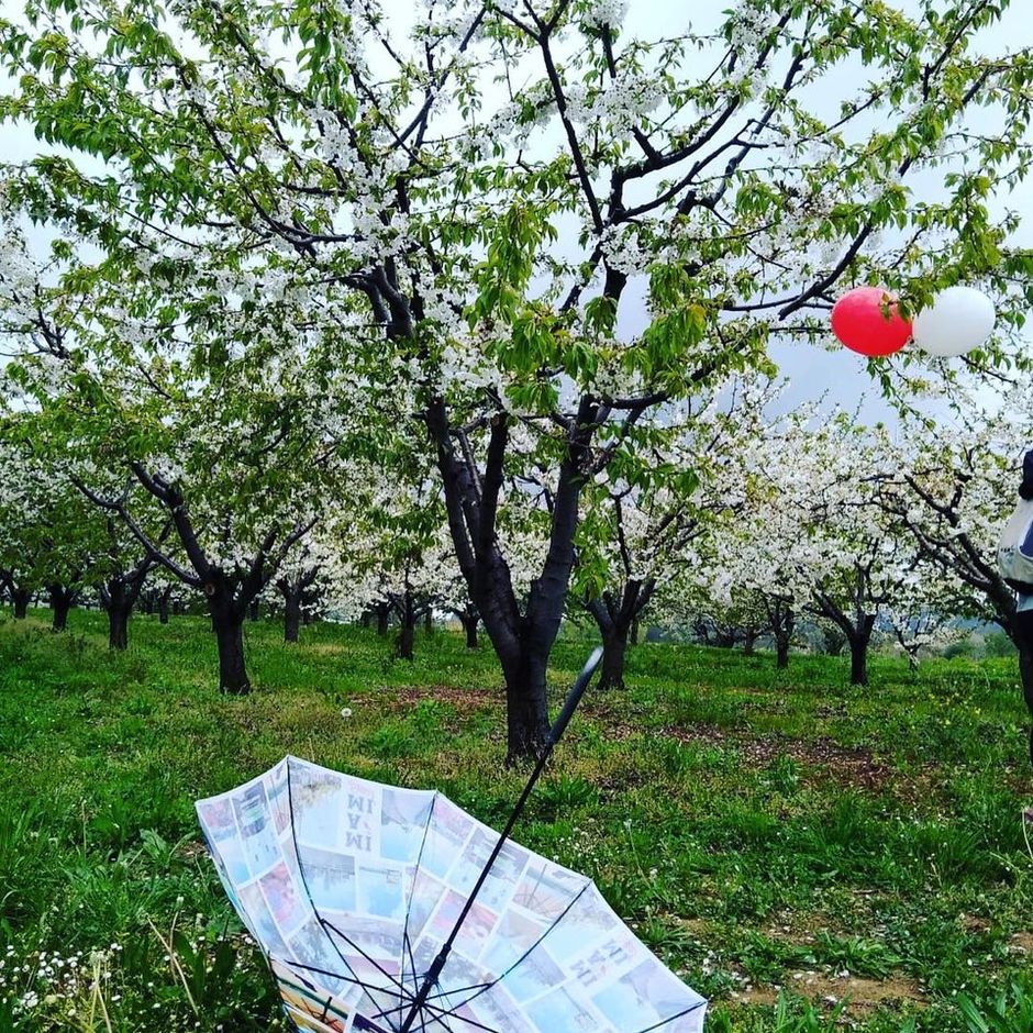 Il 7 aprile a Pecetto torna la Camminata enogastronomica tra i Ciliegi in Fiore