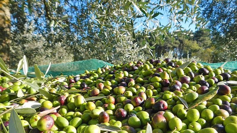 &quot;Viva la Puglia&quot;: un fine settimana di sapori, musica e tradizioni ad Alpignano (TO)