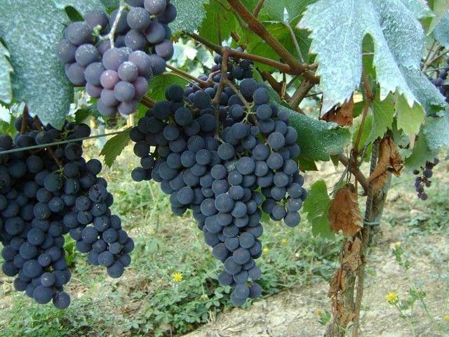 &quot;Aumenta l'export del vino ed è boom per l'enoturismo&quot;