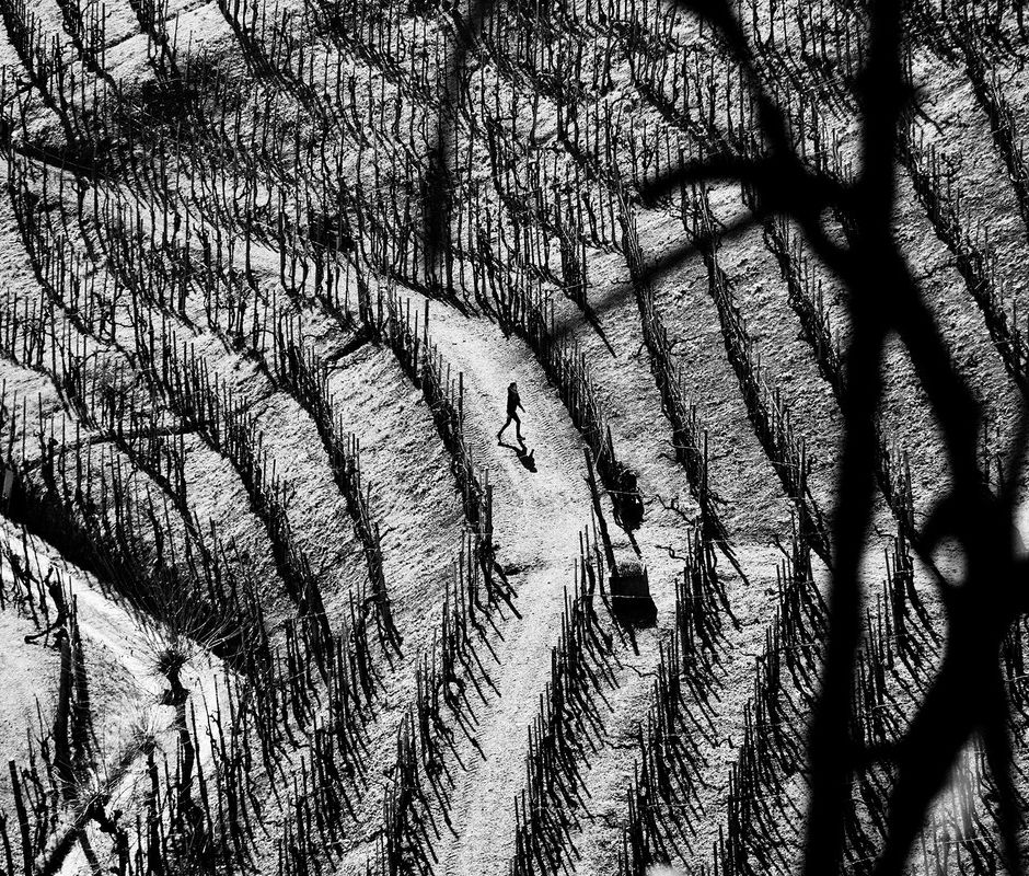 Fotografare le vigne in bianco e nero