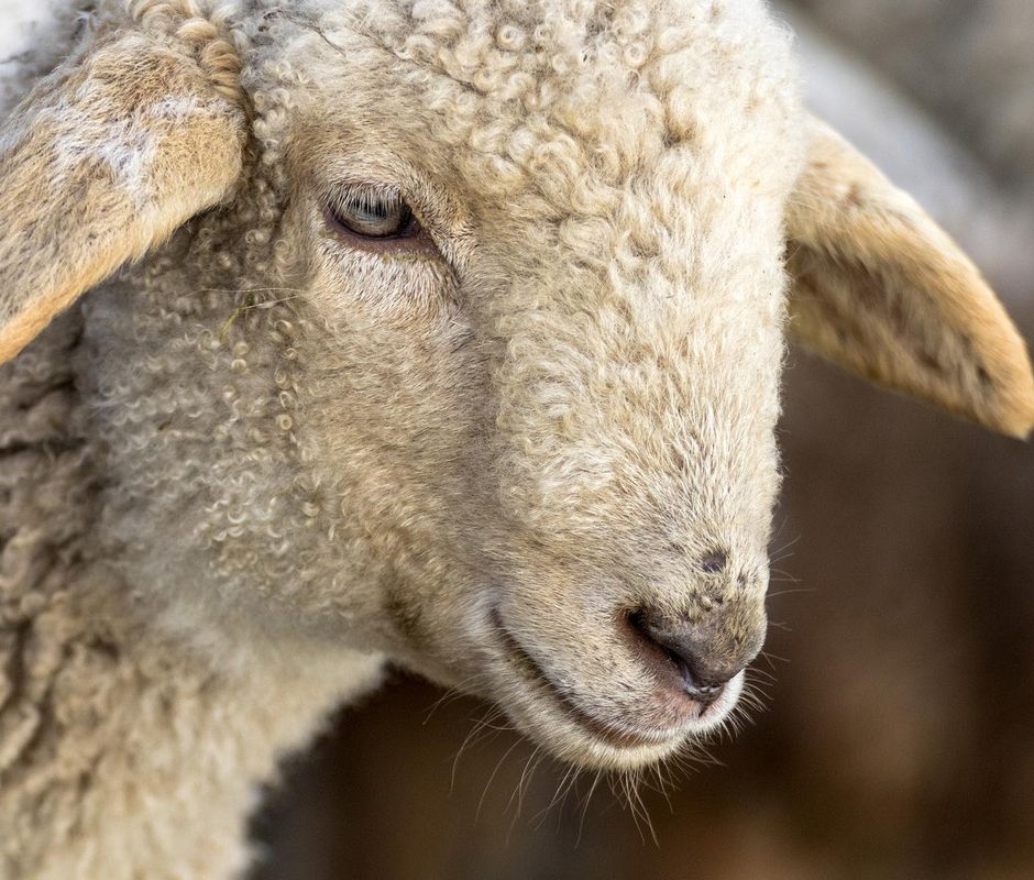 La pecora brogna della Lessinia nuovo Presidio Slow Food dal Veneto