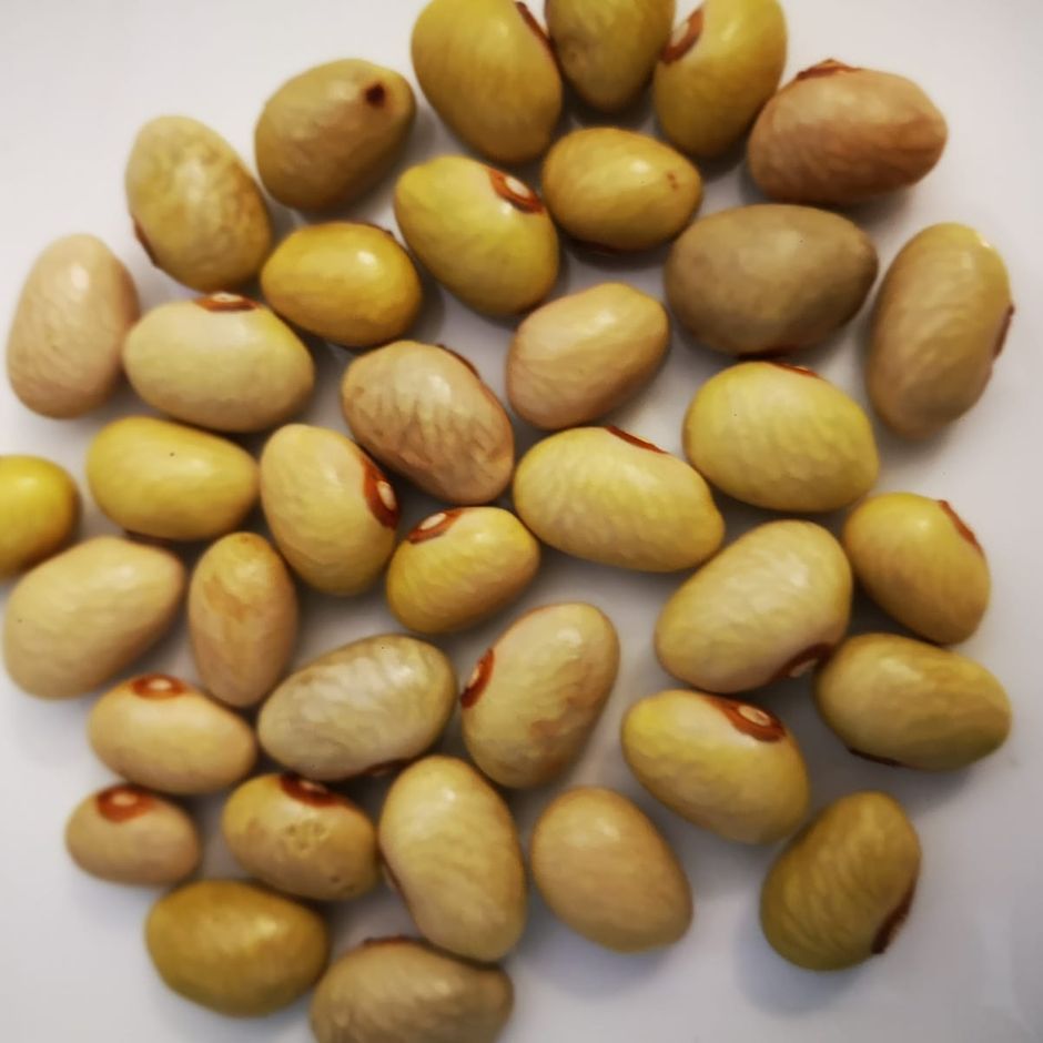 I fagioli calabresi di Cortale sono un nuovo presidio slow food
