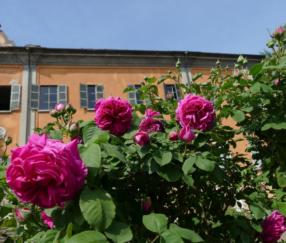 Domenica 4 maggio: riapre l'Orto Botanico di Pavia