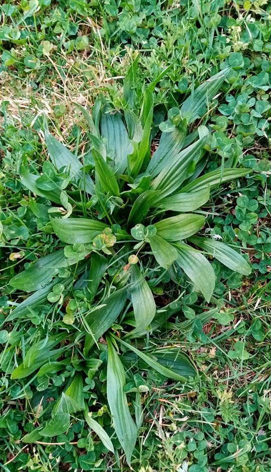 Erbe e fiori in cucina: la Salsa di Piantaggine