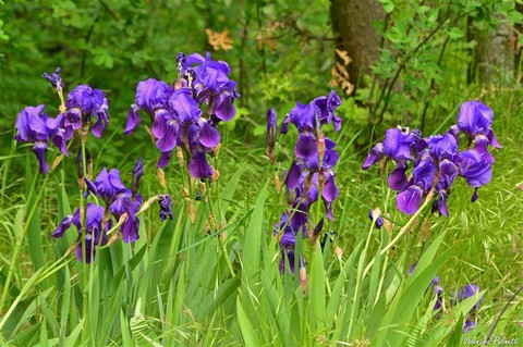 Le Iris: i fiori dai colori dell’arcobaleno e simbolo di buona notizia