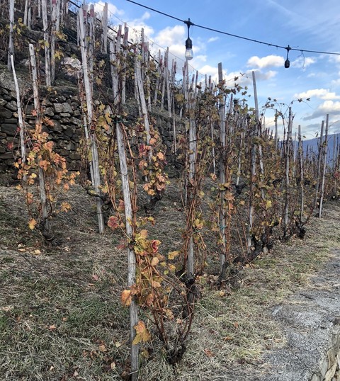 Vini eroici di montagna in Val Germanasca: L’AUTIN