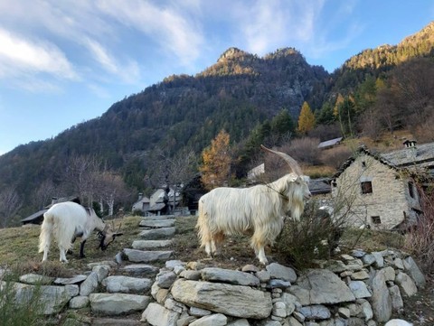 La Capra Sempione foto Slow Food