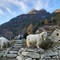 La Capra Sempione foto Slow Food La Capra Sempione foto Slow Food