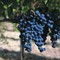 Campania.Wine: l’architettura vitivinicola al Vinitaly 2026