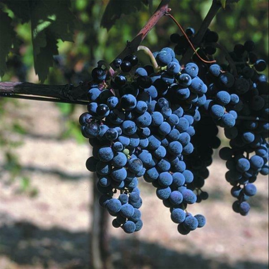 Campania.Wine: l’architettura vitivinicola al Vinitaly 2026