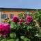 Domenica 4 maggio: riapre l'Orto Botanico di Pavia