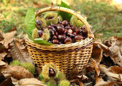 I migliori sentieri per raccogliere castagne in Lombardia