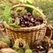 I migliori sentieri per raccogliere castagne in Lombardia