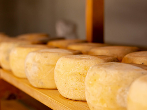 A dicembre un'escursione gratuita per scoprire il formaggio di Ormea